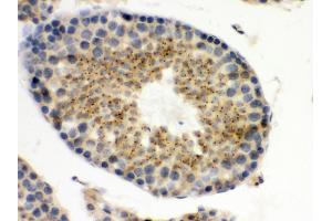 Anti- UPF3B/RENT3B Picoband antibody, IHC(P) IHC(P): Mouse Testis Tissue (UPF3B anticorps  (C-Term))