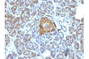 Formalin-fixed, paraffin-embedded human Pancreas stained with HSP60 Monoclonal Antibody (LK1).
