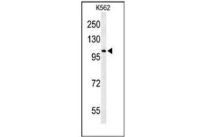 Western blot analysis of OXR1 Antibody (N-term) in K562 cell line lysates (35ug/lane).