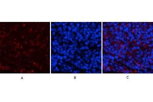 Immunofluorescence analysis of rat spleen tissue.