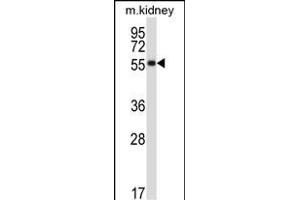SSTR1 Antibody (C-term) (ABIN657958 and ABIN2846903) western blot analysis in mouse kidney tissue lysates (35 μg/lane). (SSTR1 anticorps  (C-Term))