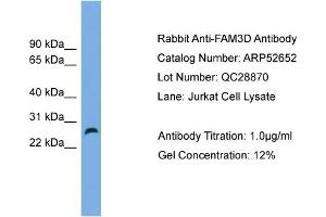 WB Suggested Anti-FAM3D  Antibody Titration: 0. (FAM3D anticorps  (Middle Region))