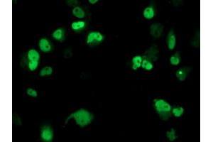 Immunofluorescence (IF) image for anti-Excision Repair Cross-Complementing Rodent Repair Deficiency, Complementation Group 4 (ERCC4) antibody (ABIN1498071) (ERCC4 anticorps)