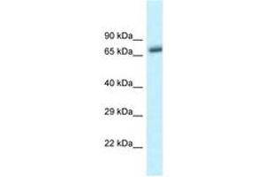 Image no. 1 for anti-beta-Transducin Repeat Containing (BTRC) (C-Term) antibody (ABIN6747614) (BTRC anticorps  (C-Term))