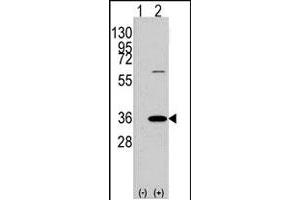 Western blot analysis of PHB2 (arrow) using rabbit PHB2 polyclonal antibody . (Prohibitin 2 anticorps  (N-Term))