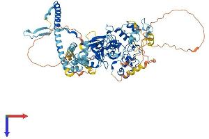 AlphaFold protein structure predicition of Mouse Recombinant Ezh1 Protein, UniprotID P70351