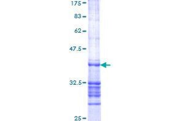 RAPGEF6 Protein (AA 1012-1110) (GST tag)