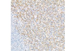 Immunohistochemistry (IHC) image for anti-CD16 (CD16) (AA 21-201) antibody (ABIN7449423) (Recombinant CD16 anticorps  (AA 21-201))