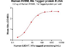 ELISA plate pre-coated by 2 μg/mL (100 μL/well) Human HVEM, His tagged protein (ABIN6964089) can bind Human LIGHT, hFc tagged protein in a linear range of 0. (HVEM Protein (His tag))