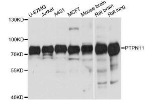 Western blot analysis of extracts of various cell lines, using PTPN11 antibody. (PTPN11 anticorps  (AA 1-460))