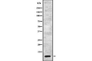 Western blot analysis of CCK using NIH-3T3 whole cell lysates