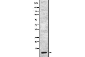 Western blot analysis of CCK using NIH-3T3 whole cell lysates (Cholecystokinin anticorps  (Internal Region))