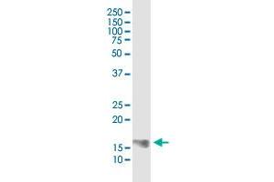 COX4I2 monoclonal antibody (M01), clone 1F2.