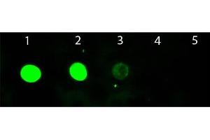 Dot Blot of Chicken anti-Goat IgG Antibody Fluorescein Conjugated. (Poulet anti-Chévre IgG (Heavy & Light Chain) Anticorps (FITC) - Preadsorbed)