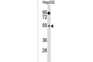PREF18 Antibody (Center) (ABIN1537855 and ABIN2838252) western blot analysis in HepG2 cell line lysates (35 μg/lane). (PRAMEF18 anticorps  (AA 141-168))