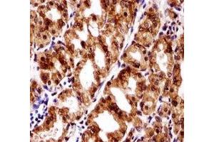 PAX7 antibody immunohistochemistry analysis in formalin fixed and paraffin embedded human stomach tissue