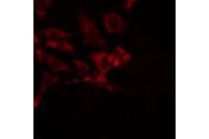 ABIN6272444 staining 293 by IF/ICC. (SERINC3 anticorps  (C-Term))