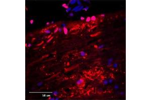 IF (confocal) on rat brain at a concentration of 30 µg/ml using Rabbit antibody to MAP2 , DAPI counterstained appearing in blue. (MAP2 anticorps  (AA 350-400))