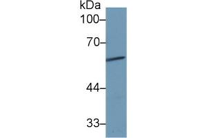 Detection of a1BG in Mouse Kidney lysate using Polyclonal Antibody to Alpha-1-B-Glycoprotein (a1BG)
