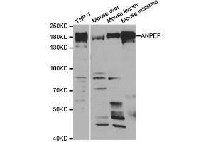 Western blot analysis of extracts of various cell lines, using ANPEP antibody. (CD13 anticorps  (AA 668-967))