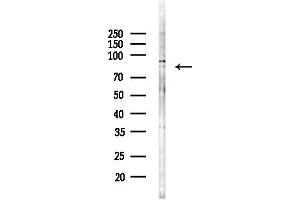 anti-Polo-Like Kinase 3 (PLK3) (Internal Region) antibody