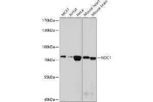 Western blot analysis of extracts of various cell lines, using NDC1 antibody (ABIN7270966) at 1:1000 dilution. (TMEM48 anticorps  (AA 340-530))