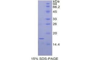 SDS-PAGE analysis of Dog BDNF Protein. (BDNF Protéine)