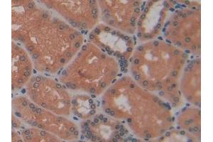 Detection of PP13 in Human Kidney Tissue using Polyclonal Antibody to Placental Protein 13 (PP13)