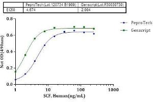 SCF, Human inducing cell proliferation in R&D TF-1 cells. (KIT Ligand Protein (KITLG))
