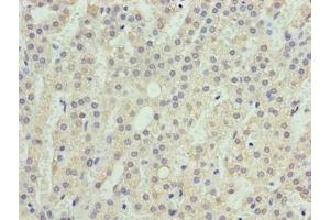 Immunohistochemistry of paraffin-embedded human adrenal gland tissue using ABIN7166197 at dilution of 1:100