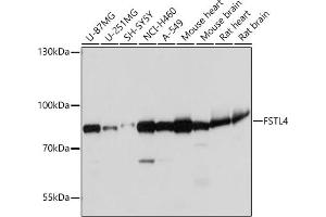 Western blot analysis of extracts of various cell lines, using FSTL4 antibody (ABIN7267228) at 1:1000 dilution. (FSTL4 anticorps)