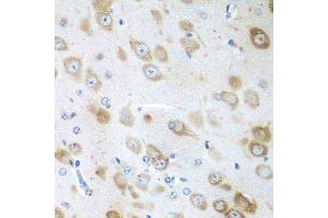 Immunohistochemistry of paraffin-embedded mouse brain using GFM1 antibody. (GFM1 anticorps  (AA 482-751))