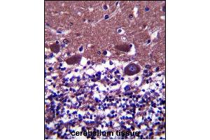 DNAL4 Antibody (N-term) (ABIN657490 and ABIN2846517) immunohistochemistry analysis in formalin fixed and paraffin embedded human cerebellum tissue followed by peroxidase conjugation of the secondary antibody and DAB staining. (DNAL4 anticorps  (N-Term))