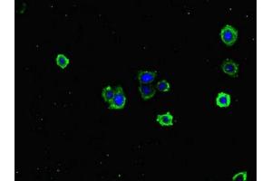 Immunofluorescent analysis of HepG2 cells using ABIN7171353 at dilution of 1:100 and Alexa Fluor 488-congugated AffiniPure Goat Anti-Rabbit IgG(H+L) (TCL1A anticorps  (AA 1-90))