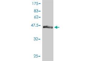 Western Blot detection against Immunogen (46. (UBTD2 anticorps  (AA 1-190))