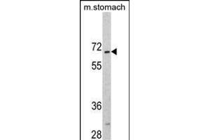 Western blot analysis of CREB3L1 Antibody (C-term) (ABIN390517 and ABIN2840870) in mouse stomach tissue lysates (35 μg/lane). (CREB3L1 anticorps  (C-Term))