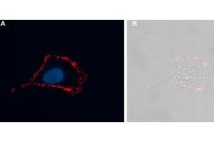 Expression of Neuromedin-U receptor 2 in rat C6 cells - Cell surface detection of NMUR2 in intact living rat brain glioma C6 cells.