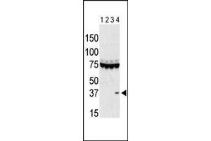The anti-Aurora C Pab g is used in Western blot to detect Aurora C in lysates of 293 cells expressing Flag tag (lane 1), Flag-tagged Aurora A (lane 2), Flag-tagged Aurora B (lane 3), and Flag-tagged Aurora C (lane 4). (Aurora Kinase C anticorps  (AA 115-145))