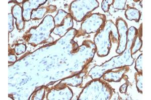 Formalin-fixed, paraffin-embedded human Placenta stained with EGFR Mouse Monoclonal Antibody (SPM341). (EGFR anticorps  (AA 344-492))