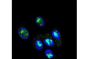 Immunofluorescence (IF) image for anti-Forkhead Box P2 (FOXP2) antibody (ABIN3002431) (FOXP2 anticorps)