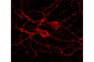 Indirect immunolabeling of cultured rat hippocampus neurons (dilution 1 : 500). (DNAJC5 anticorps  (C-Term))