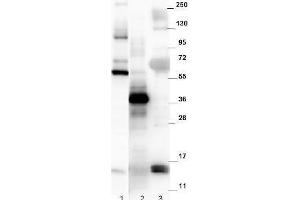 Western blot using  affinity purified anti-mouse NAG-1/GDF15 antibody. (GDF15 anticorps  (C-Term))