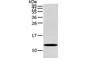 Gel: 12 % SDS-PAGE, Lysate: 40 μg, Lane: Mouse heart tissue, Primary antibody: ABIN7191847(PFDN6 Antibody) at dilution 1/250 dilution, Secondary antibody: Goat anti rabbit IgG at 1/8000 dilution, Exposure time: 20 seconds (PFDN6 anticorps)