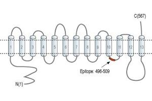 anti-Solute Carrier Family 47, Member 1 (SLC47A1) (5th Cytoplasmic Loop), (AA 496-509) antibody