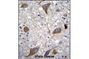 NRG3 Antibody (C-term) (ABIN1881587 and ABIN2840660) immunohistochemistry analysis in formalin fixed and paraffin embedded human brain tissue followed by peroxidase conjugation of the secondary antibody and DAB staining. (Neuregulin 3 anticorps  (AA 688-717))