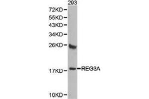 Western Blotting (WB) image for anti-Regenerating Islet-Derived 3 alpha (REG3A) antibody (ABIN1874578) (REG3A anticorps)