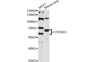 Western blot analysis of extracts of various cell lines, using CYP26B1 antibody (ABIN5997552) at 1:3000 dilution. (CYP26B1 anticorps)