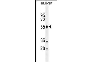 ATG4D Antibody (N-term) (ABIN655395 and ABIN2844943) western blot analysis in mouse liver tissue lysates (35 μg/lane).