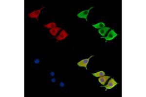 ABIN7096706 and ABIN7100771 staining HepG2 cells by IF/ICC. (Enkephalin anticorps)