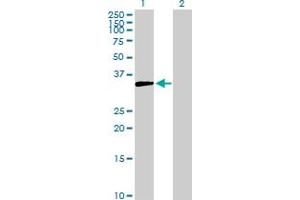Western Blot analysis of AKR1D1 expression in transfected 293T cell line by AKR1D1 MaxPab polyclonal antibody.